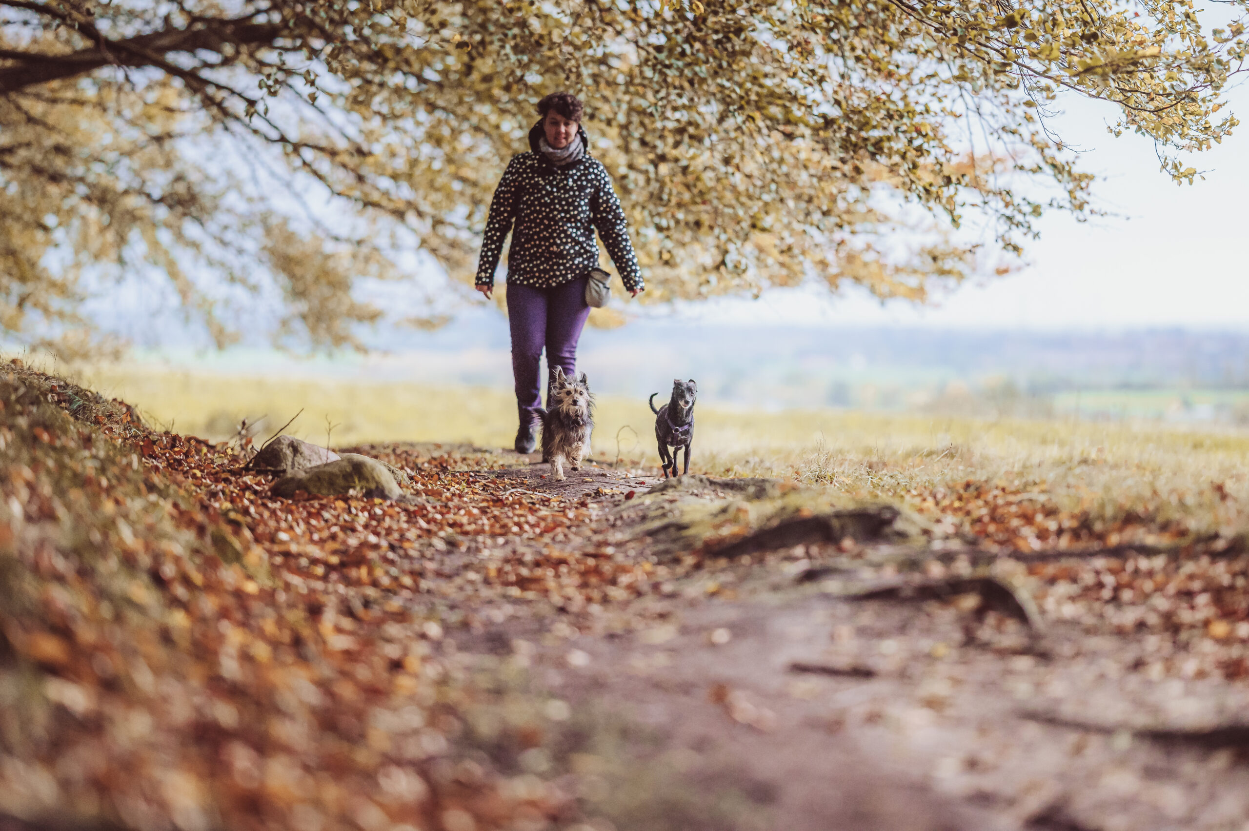 Tierschutzhunde – mein tiefstes Warum