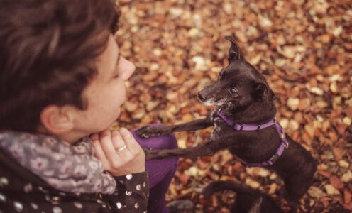 Hunde – Der beste Freund des Menschen