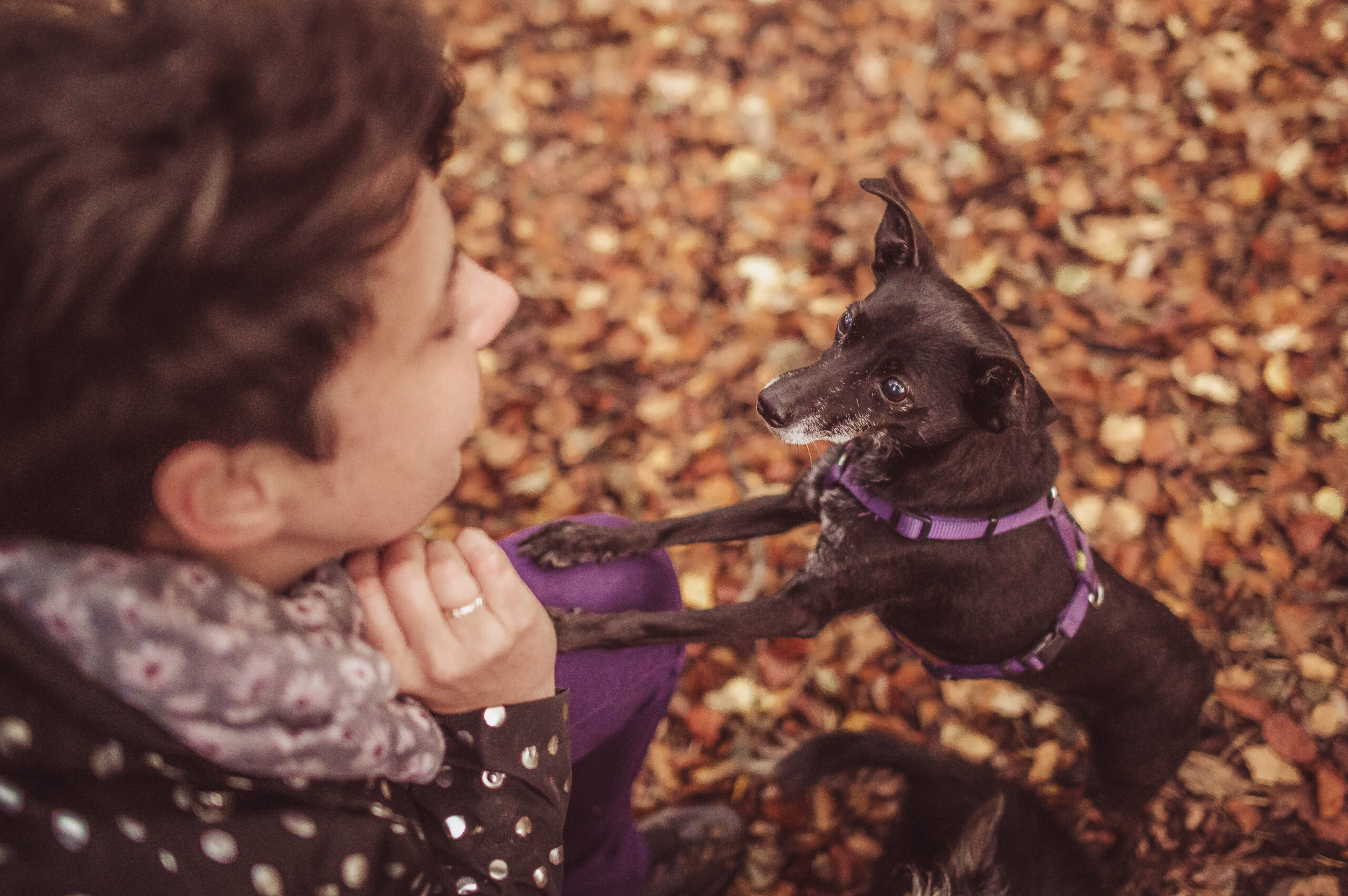 Hunde – Der beste Freund des Menschen