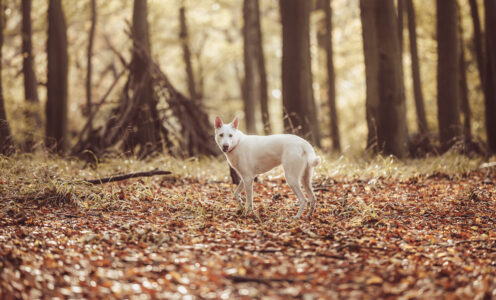 Was uns Wölfe wirklich über Hunde lehren können