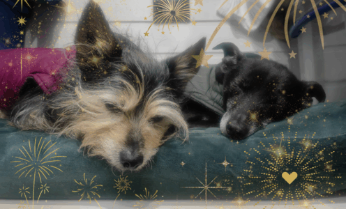 Das hilft deinem Hund bei Silvesterangst nicht