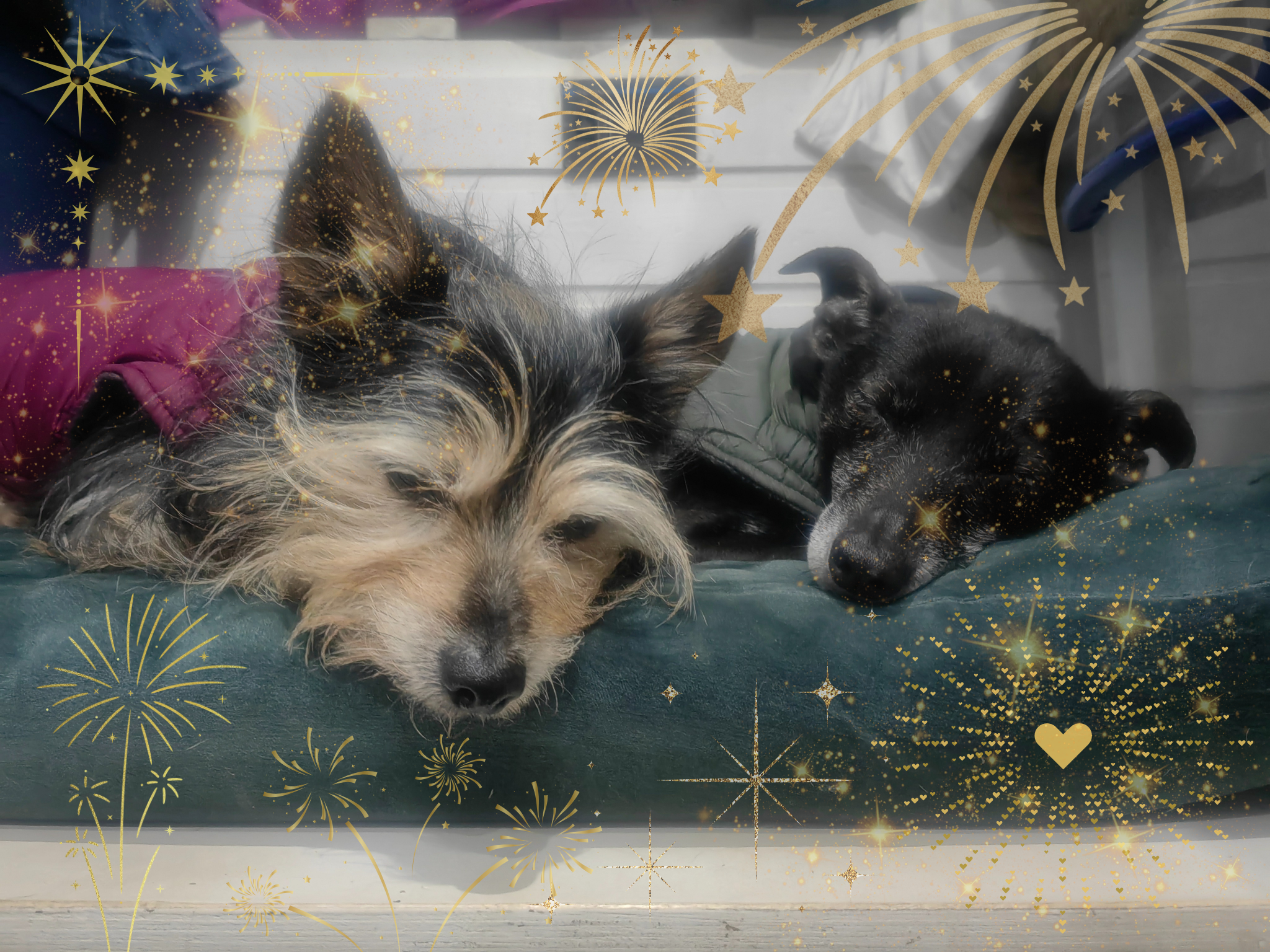 Das hilft deinem Hund bei Silvesterangst nicht