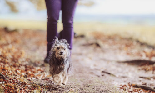 Können alte Hunde noch lernen?