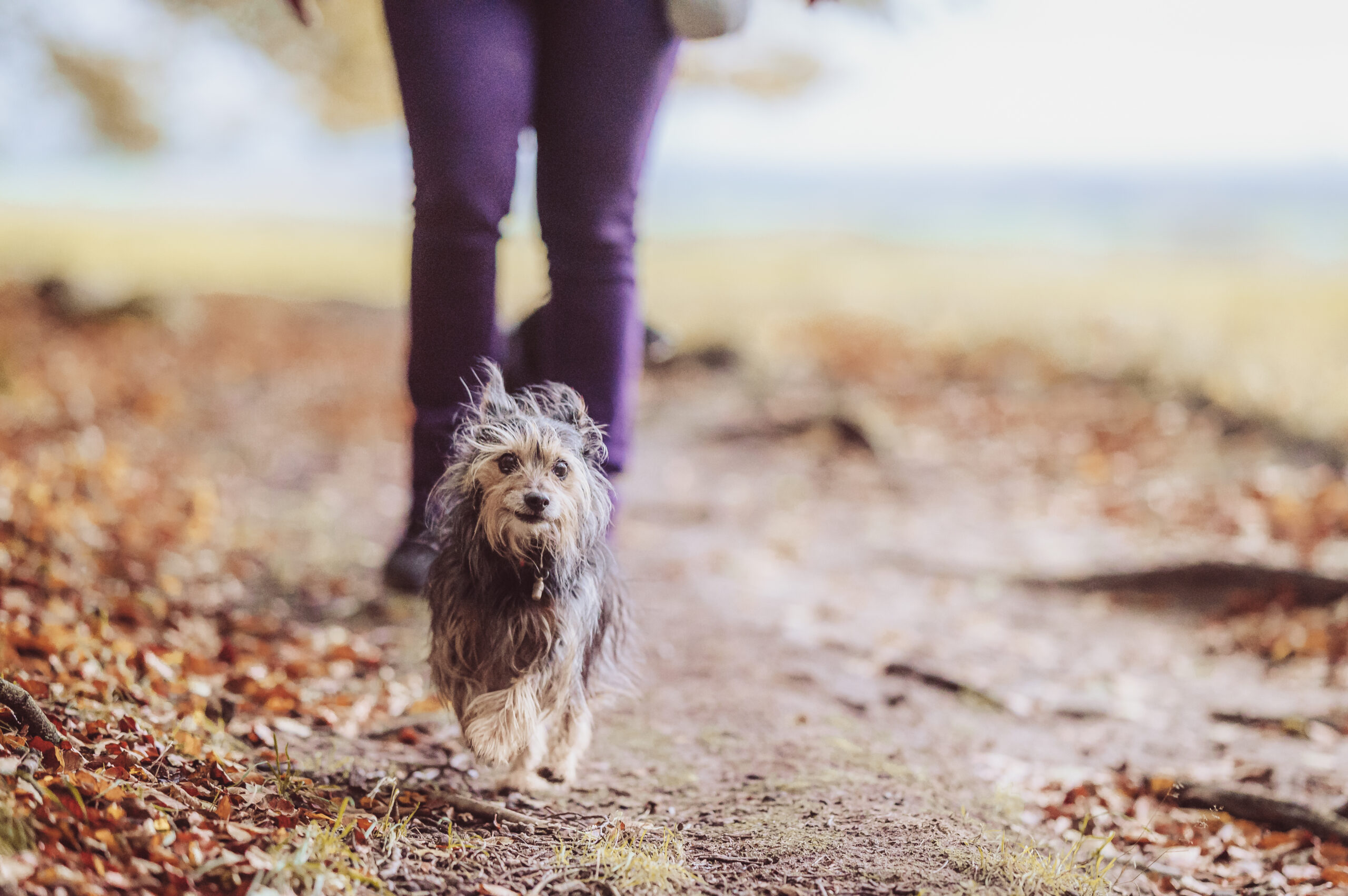 Können alte Hunde noch lernen?